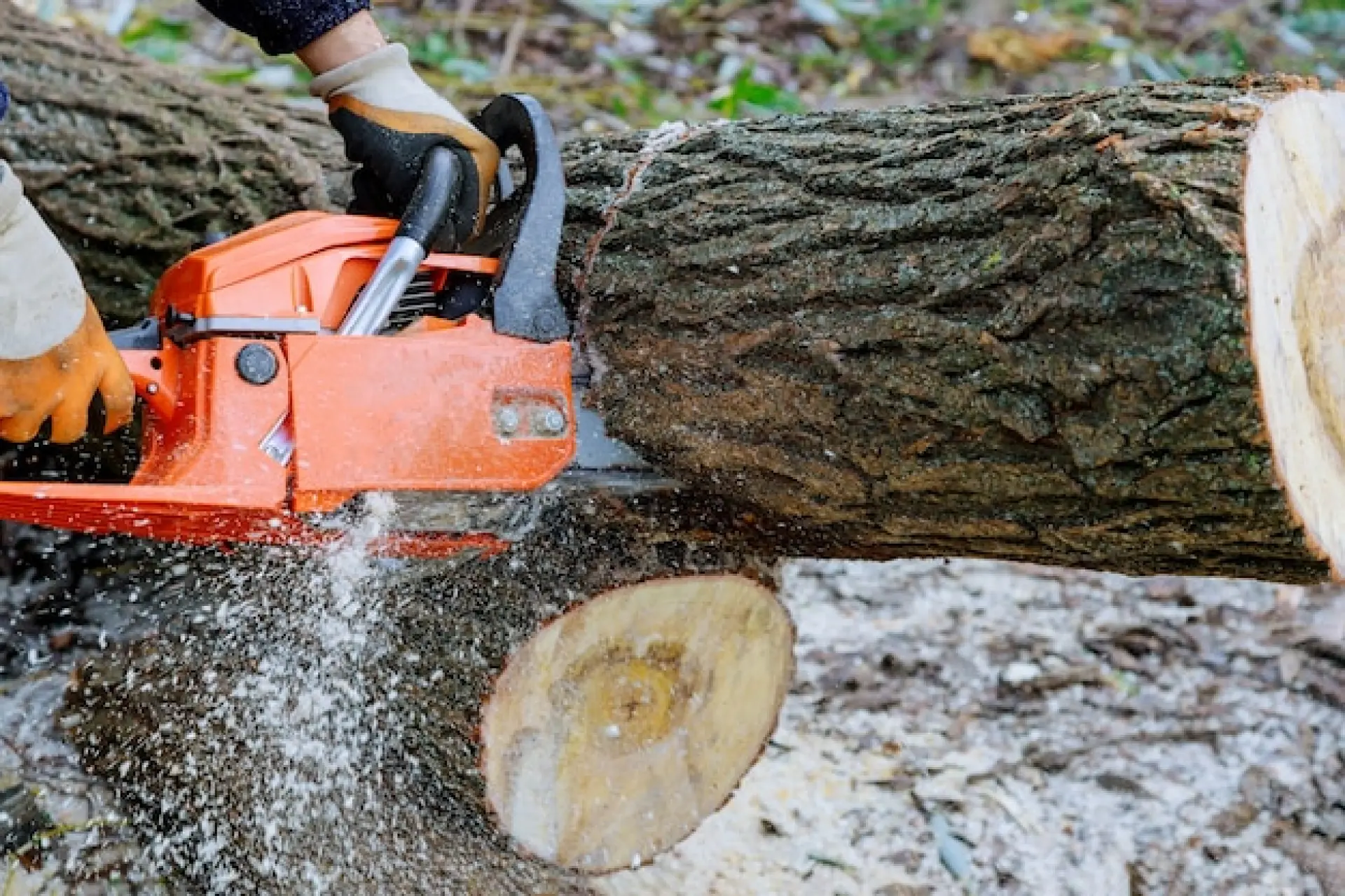 Tree Removal Bridport, Dorchester or Sherborne