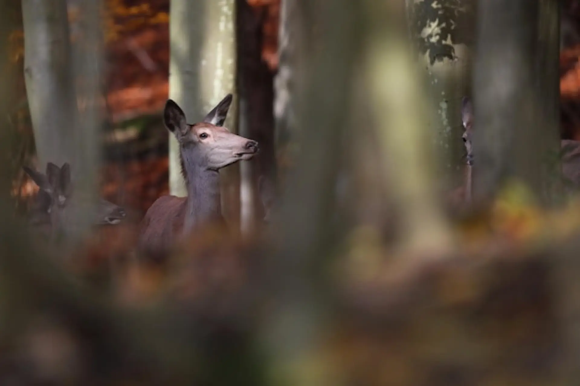 Woodland Management Plans