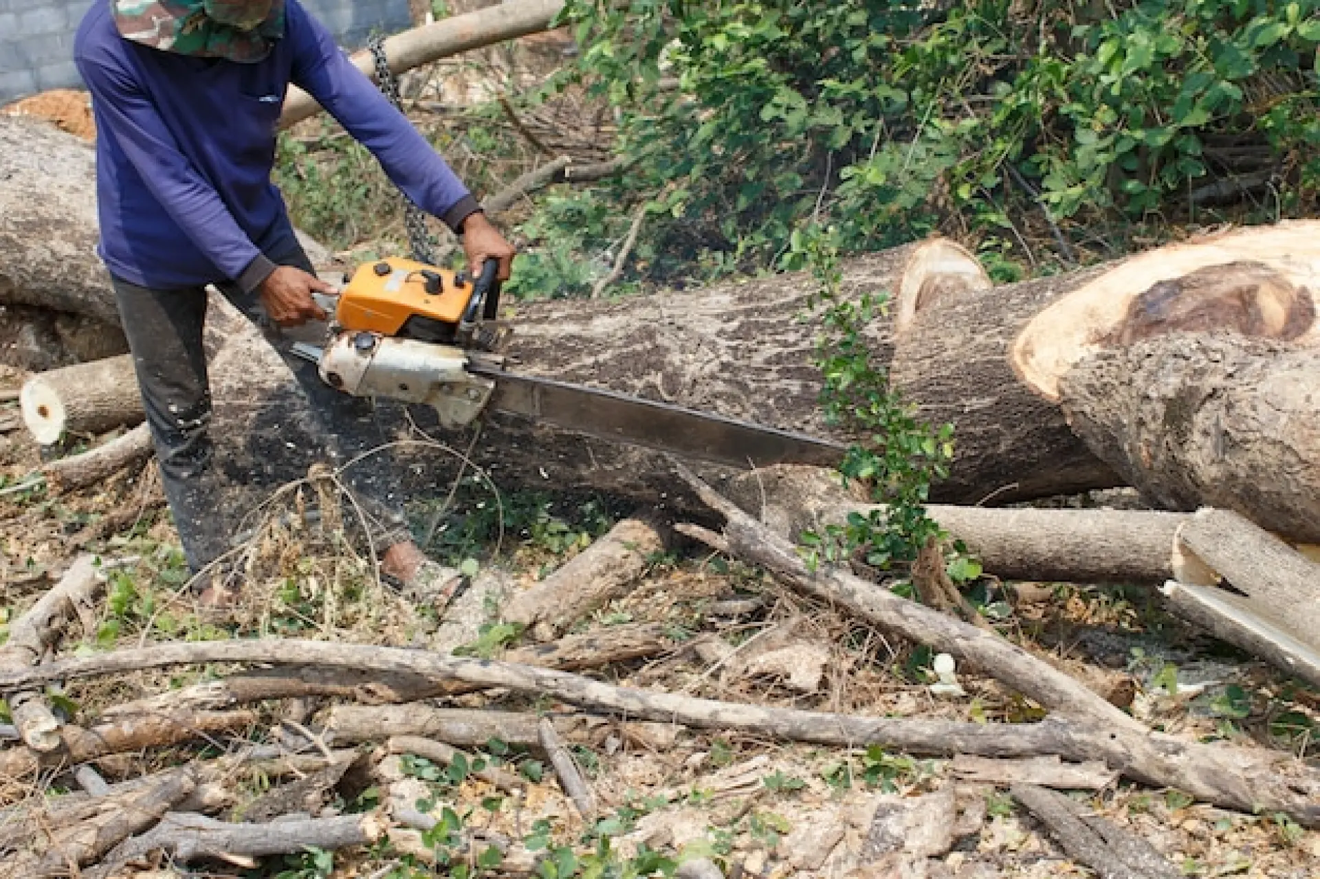 Tree Felling And Removal Bridport