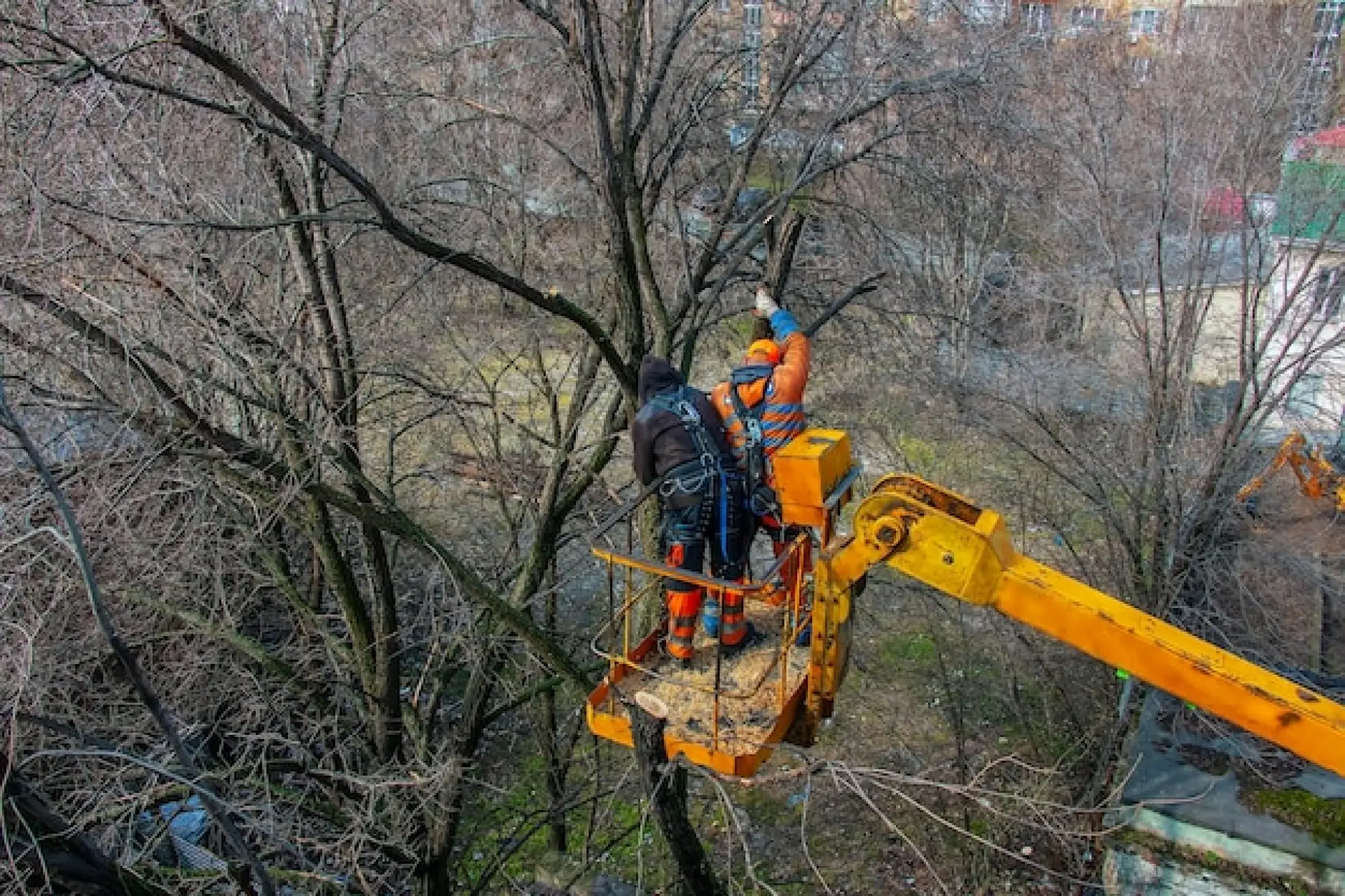 Tree Surgery Services Bridport, Dorchester or Sherborne