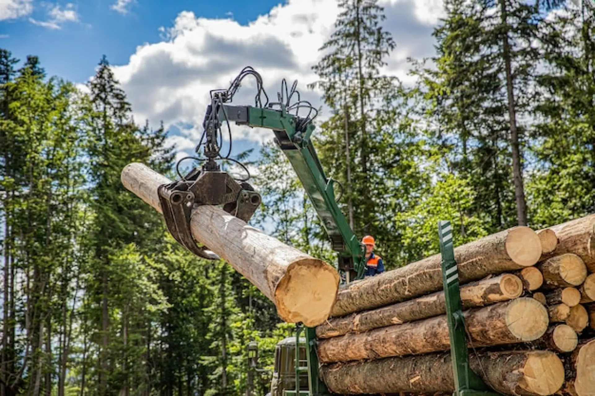 Low Impact Forestry Bridport, Dorchester or Sherborne
