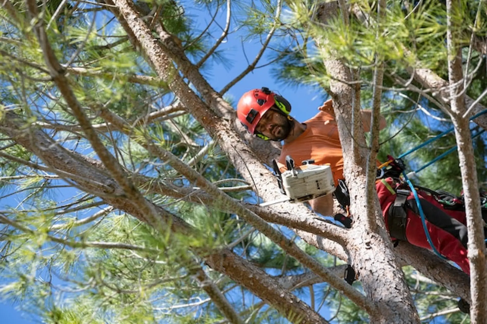 Tree Surgeon Services Bridport, Dorchester or Sherborne